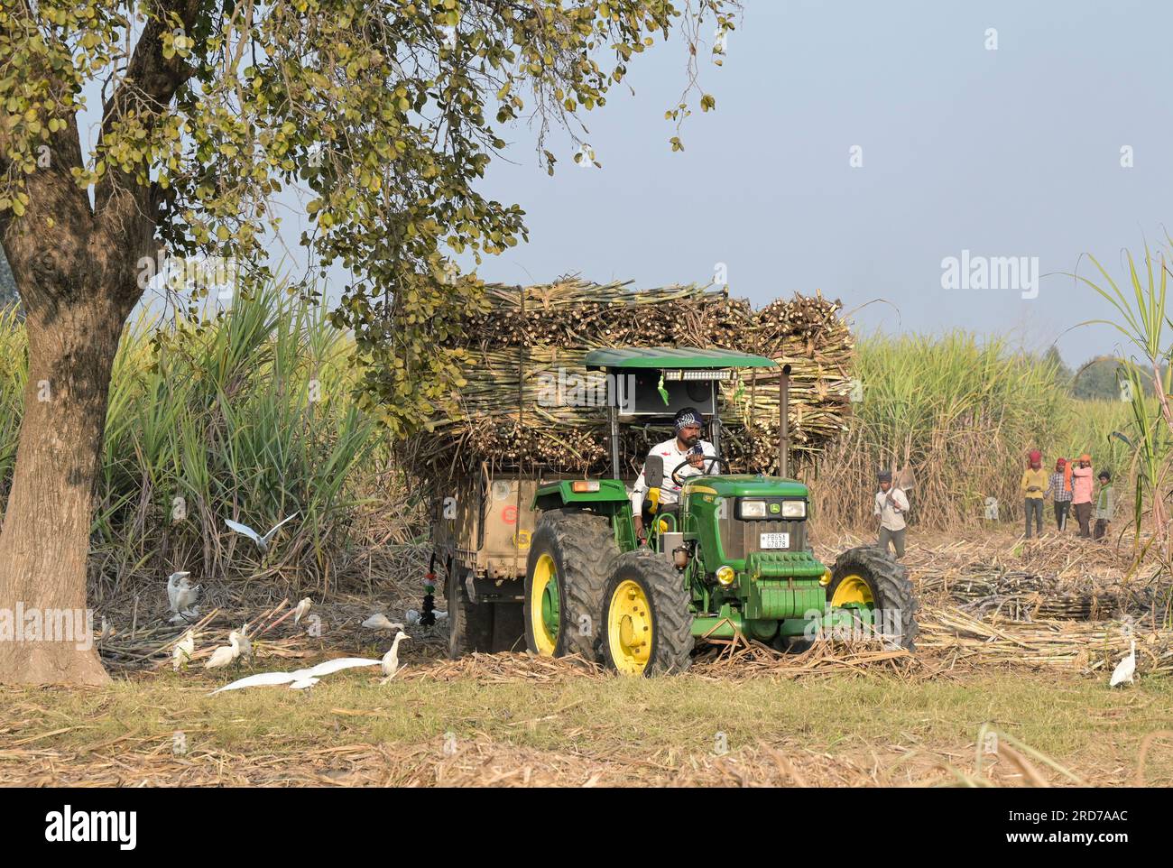 INDIEN, Punjab, Kharar, Zuckerrohrzucht,/INDIEN, Punjab, Landwirtschaft, Anbau von Zuckerrohr Stockfoto