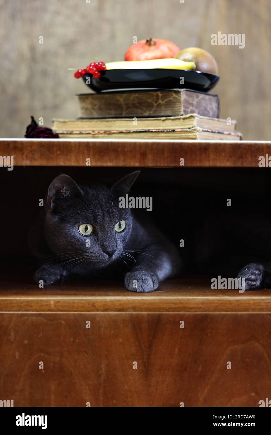 Eine britische Katze, die sich in einem antiken Holzschrank versteckt Stockfoto