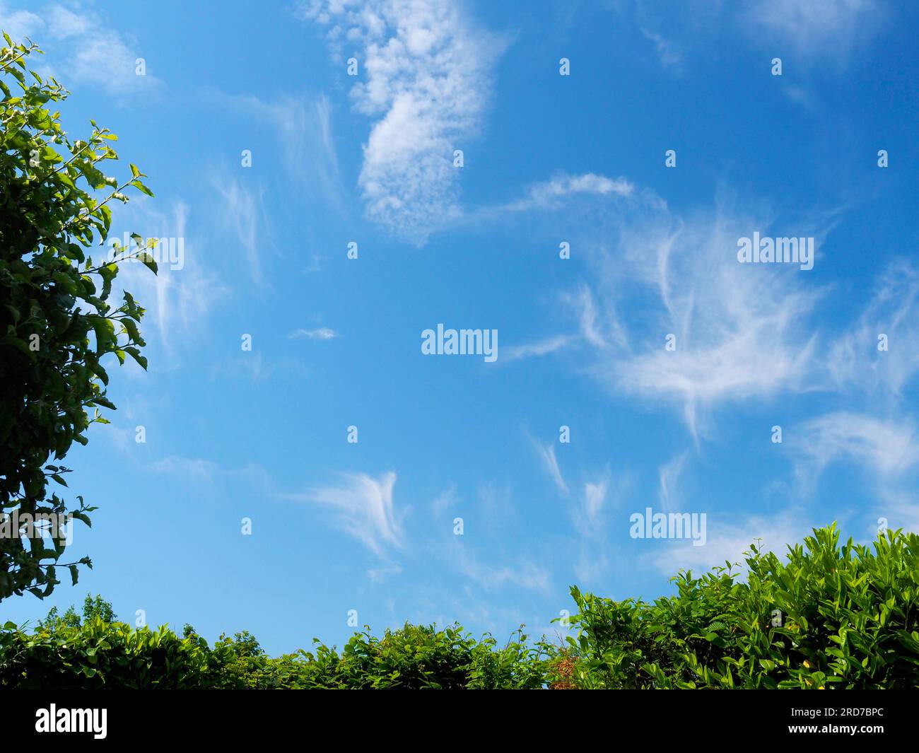 Baum und Hecke mit weißen Wolken am blauen Himmel Stockfoto