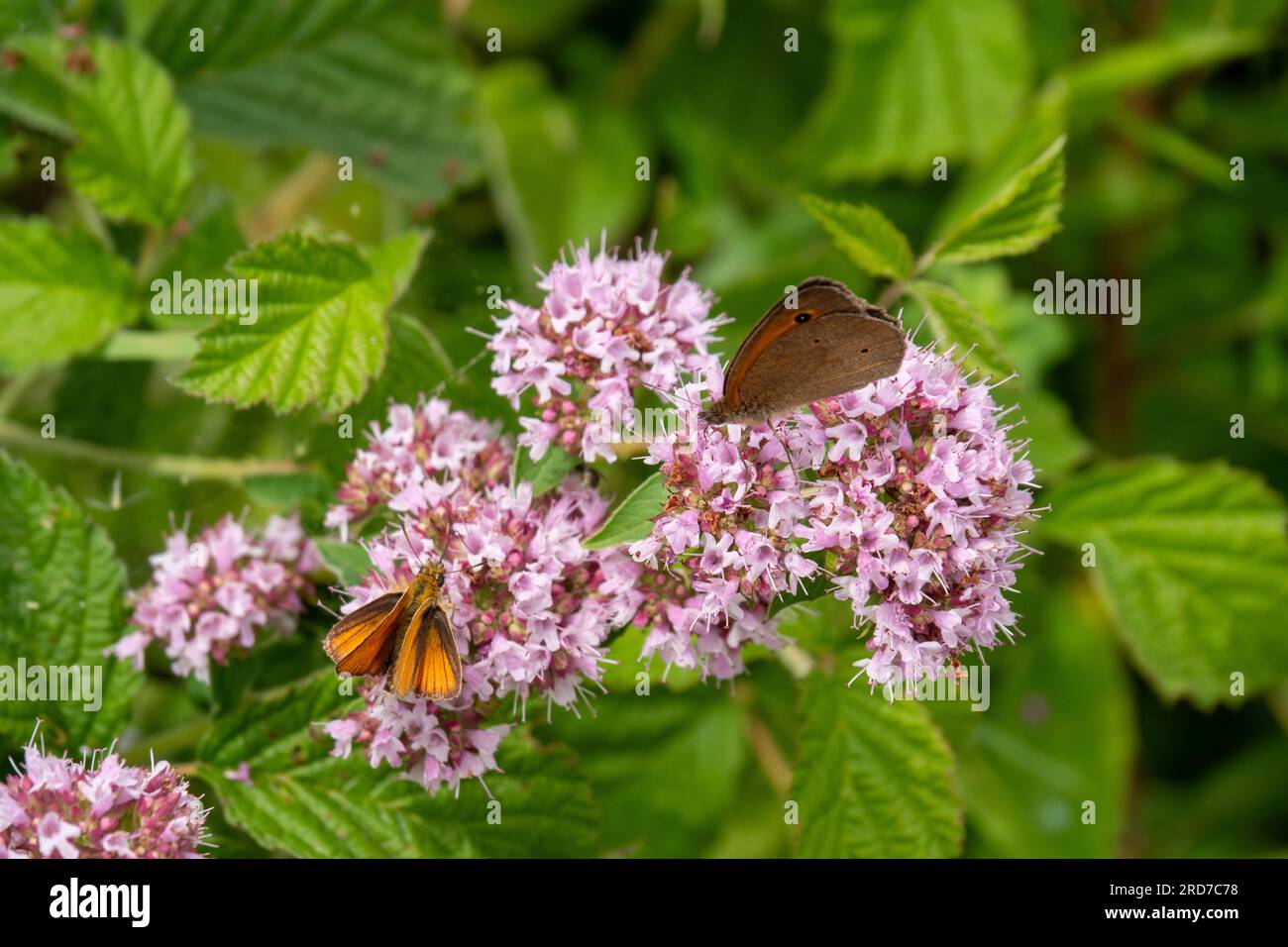 Braundickkopffalter und Großes Ochsenauge an einem Roten Holunder Stockfoto