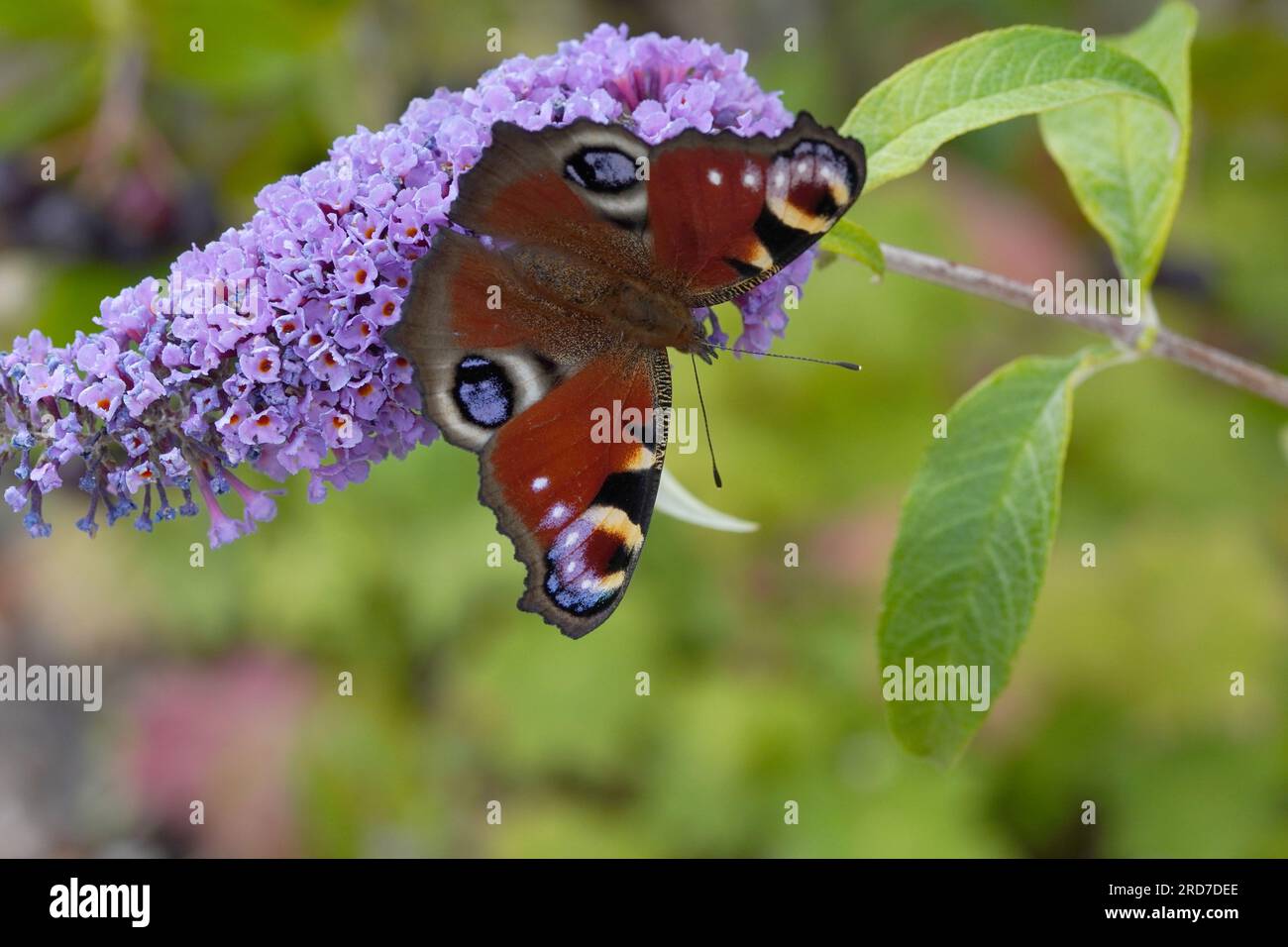 peacock Butterfly sammelt Nektar - Stockfoto