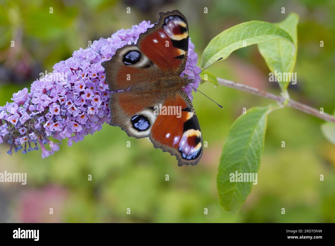 peacock Butterfly sammelt Nektar - Stockfoto