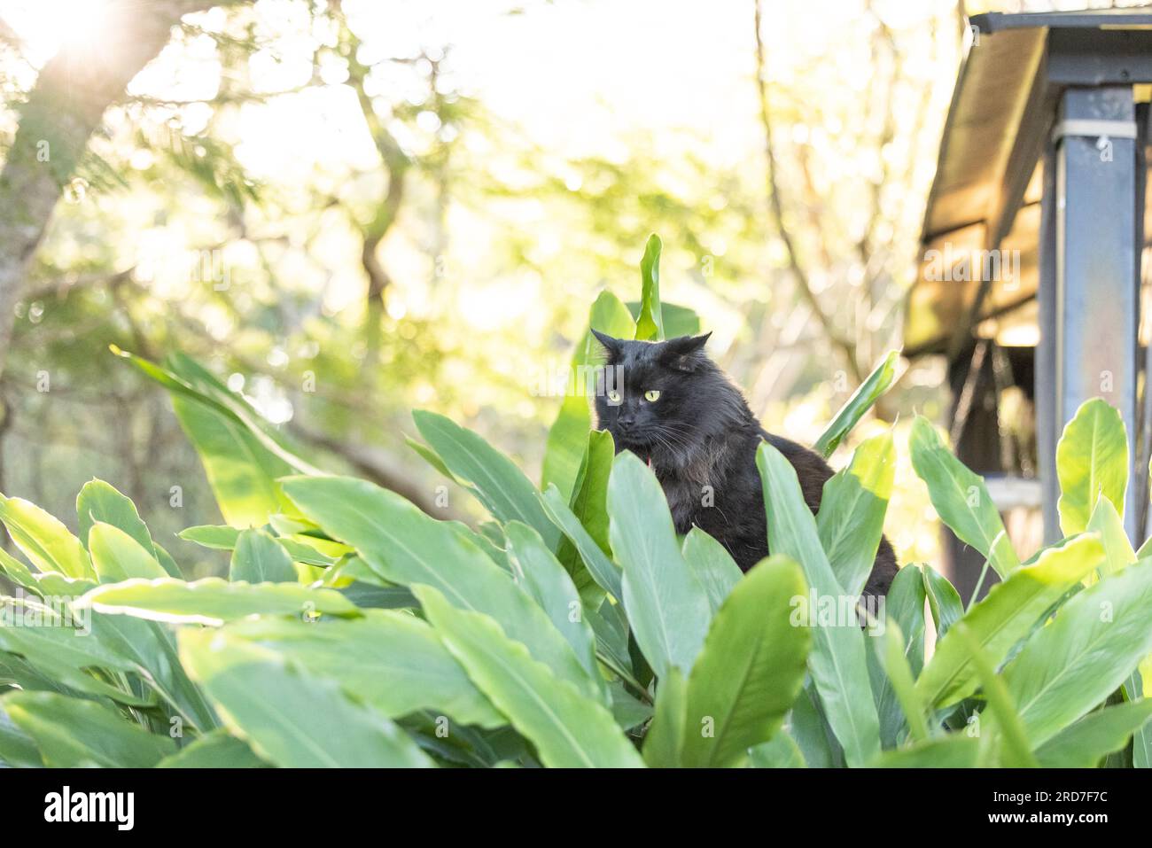 Schwarze Katze versteckt sich in grüner, grüner Pflanze im Dschungelgarten, teilweise freigelegt am hellen Nachmittag Stockfoto