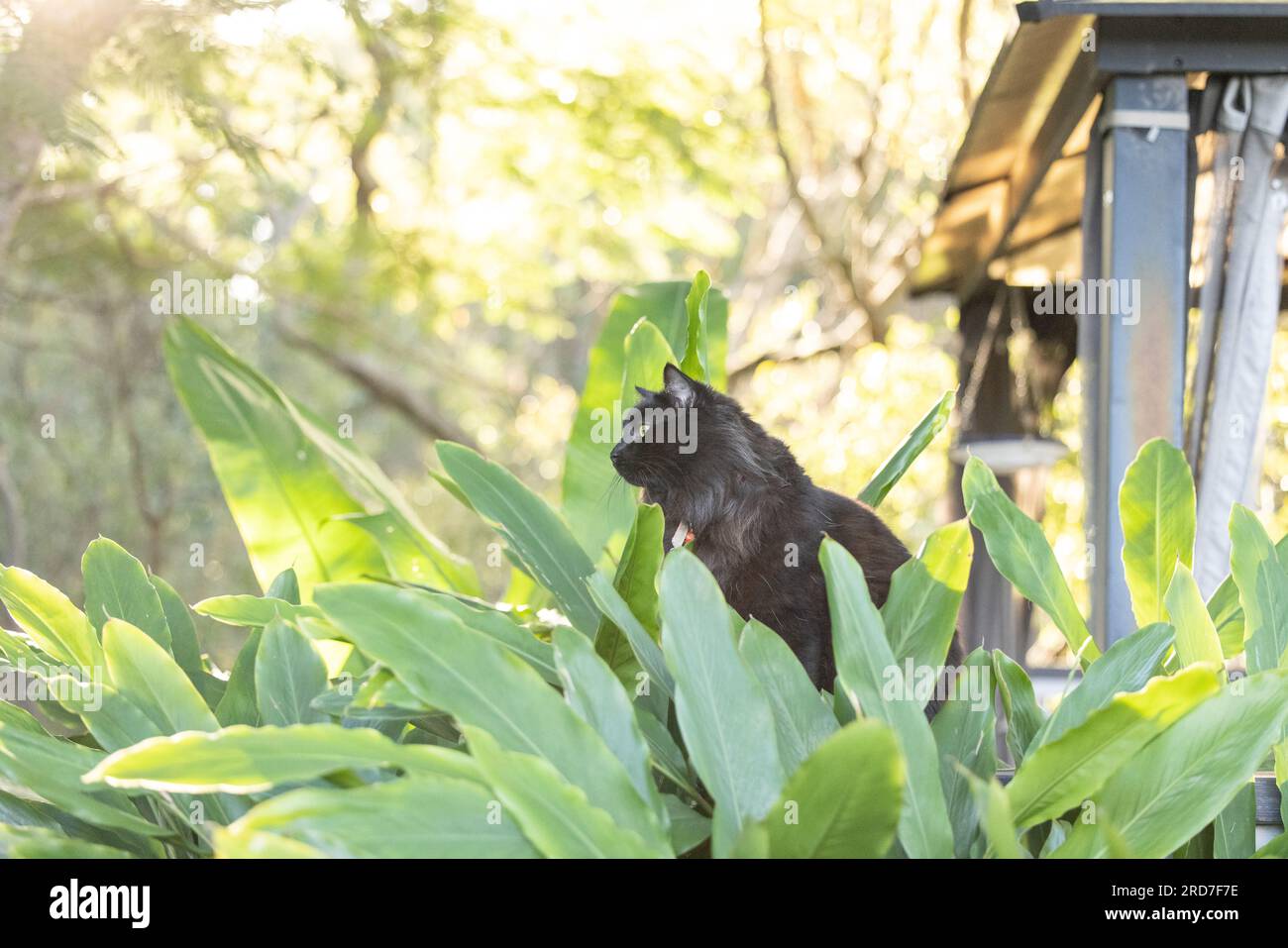 Schwarze Katze versteckt sich in grüner, grüner Pflanze im Dschungelgarten, teilweise freigelegt am hellen Nachmittag Stockfoto