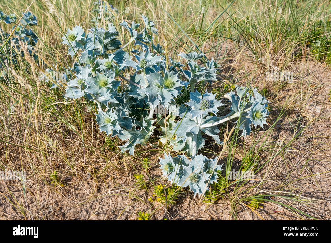 Sea Holly, Eryngium maritimum, wächst hinter Snettisham Beach am Ostufer von The Wash in Norfolk. Stockfoto
