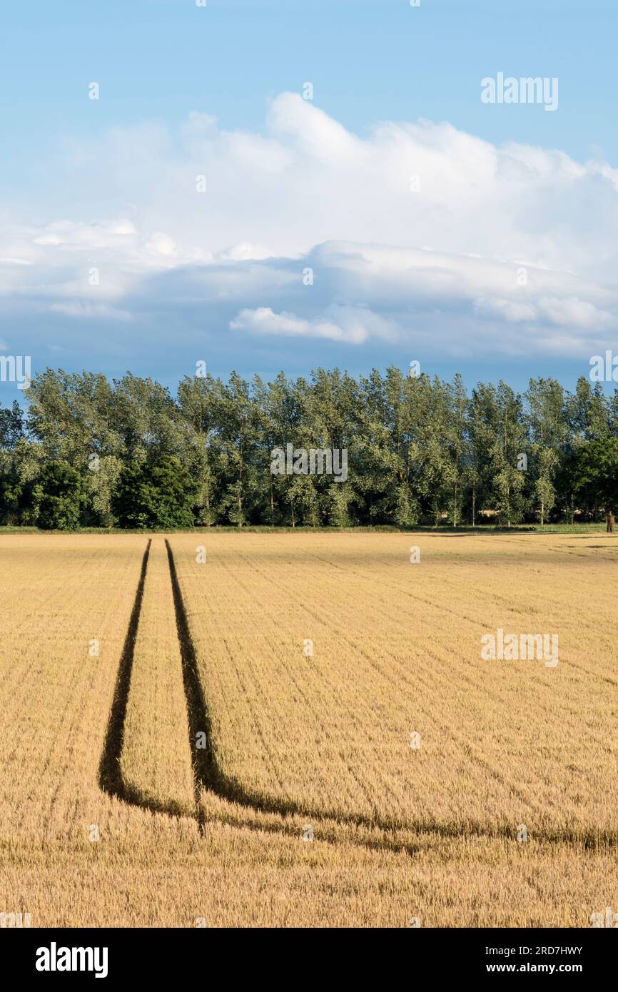 Maisanbau auf einem Feld in Norfolk. Stockfoto