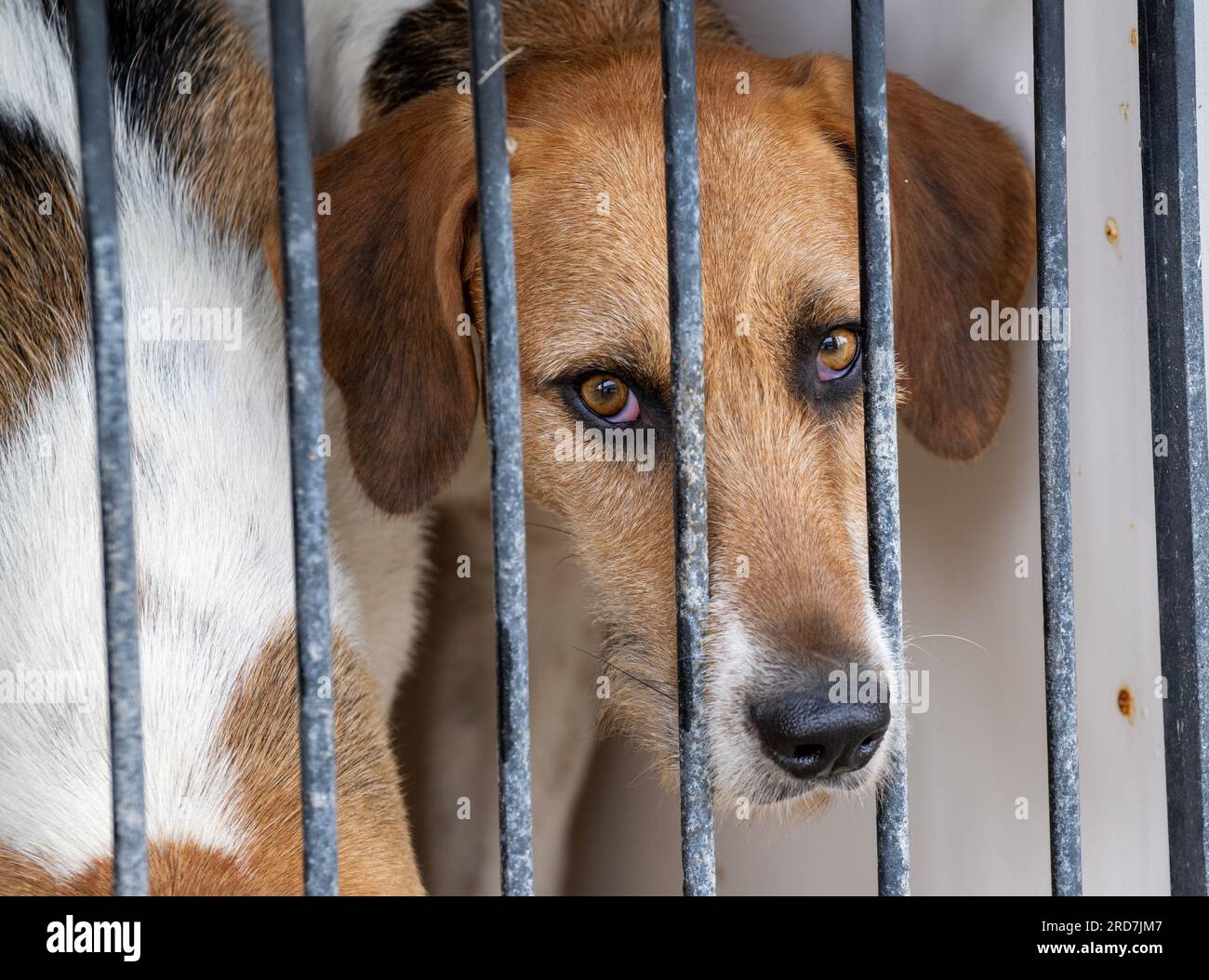 Festival of Hunting, Peterborough, England, Großbritannien. 19. Juli 2023 Das diesjährige Jagdfestival war Austragungsort der Peterborough Royal Foxhound Show 135., bei der auch Beagles, Harriers und Basset Hounds gefeiert wurden und die zu den größten Dufthunde-Shows weltweit zählen. Kredit: Matt Limb OBE/Alamy Live News Stockfoto