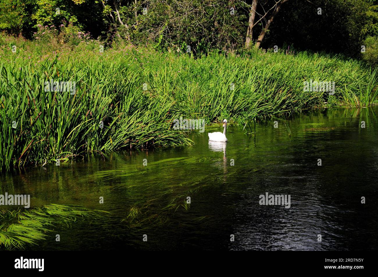 Ein stummer Schwan im Fluss Avon in Lord's Walk in Amesbury, Wiltshire, England. Stockfoto