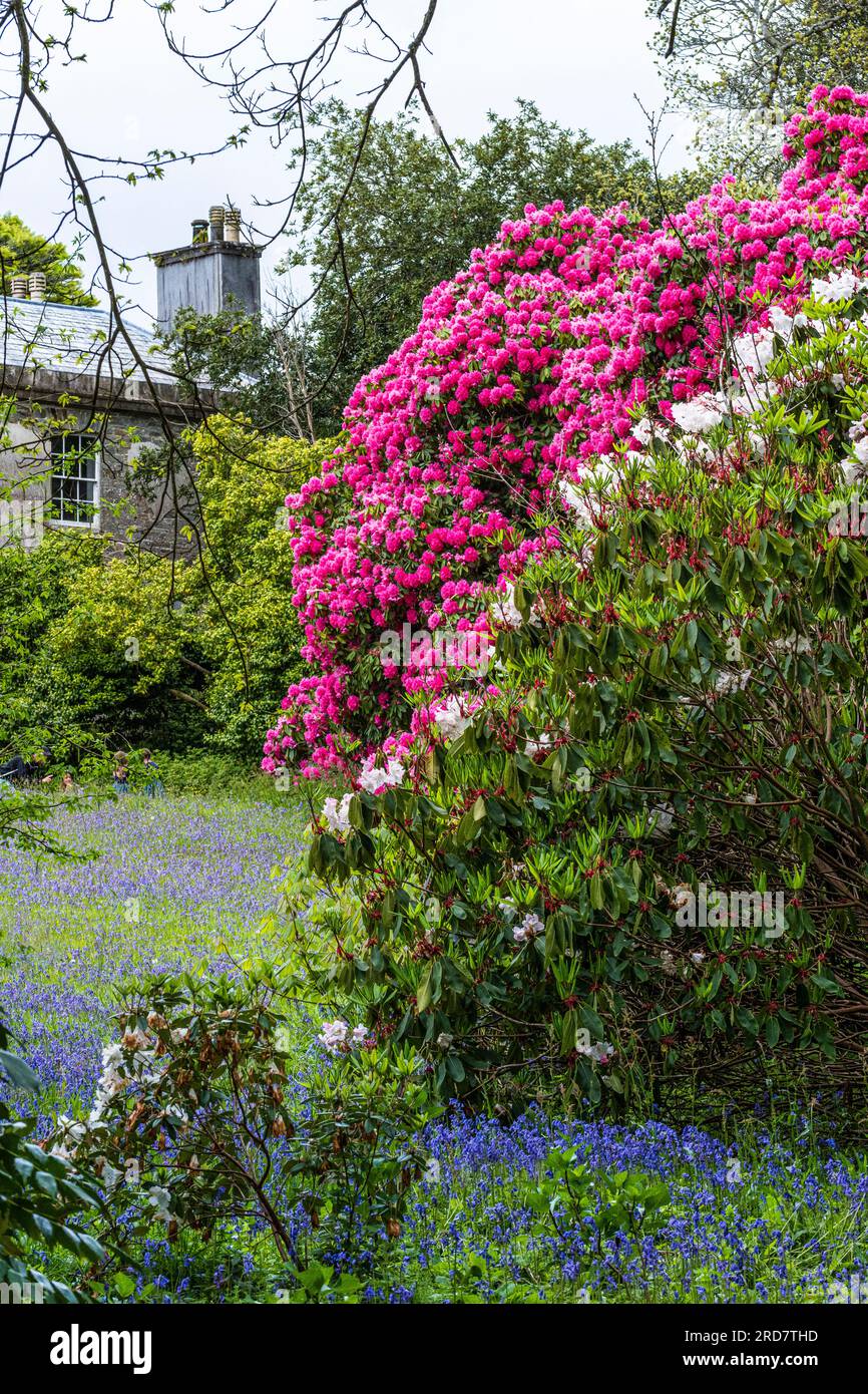 Atemberaubende Rhododendrons Russellianum Cornish Red g im ruhigen historischen Enys Garden in Cornwall. Stockfoto