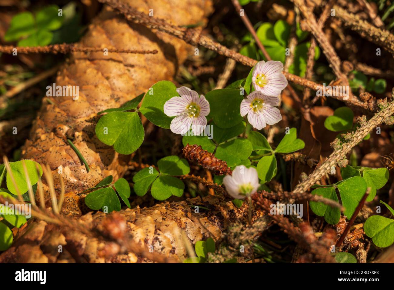 Holzdorn (Oxalis acetosella) mit seinen dreiblättrigen Kleeblättern, die auf einem Waldboden inmitten von Fichtenzapfen und Zweigen wachsen Stockfoto