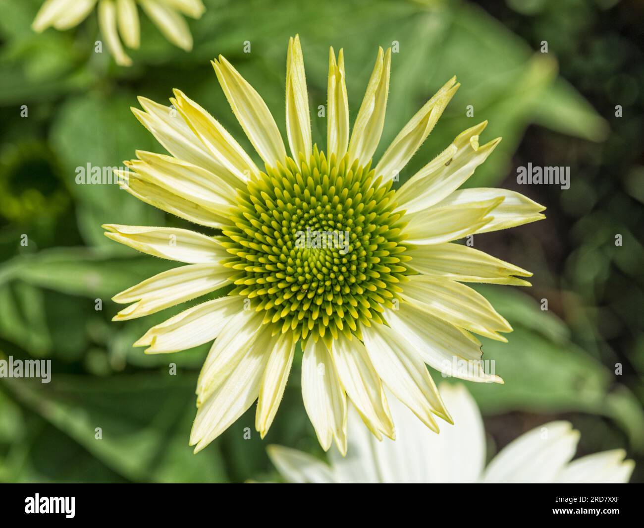 Coneflower-Blüte - Echinacea purpurea „Green Jewel“ Stockfoto