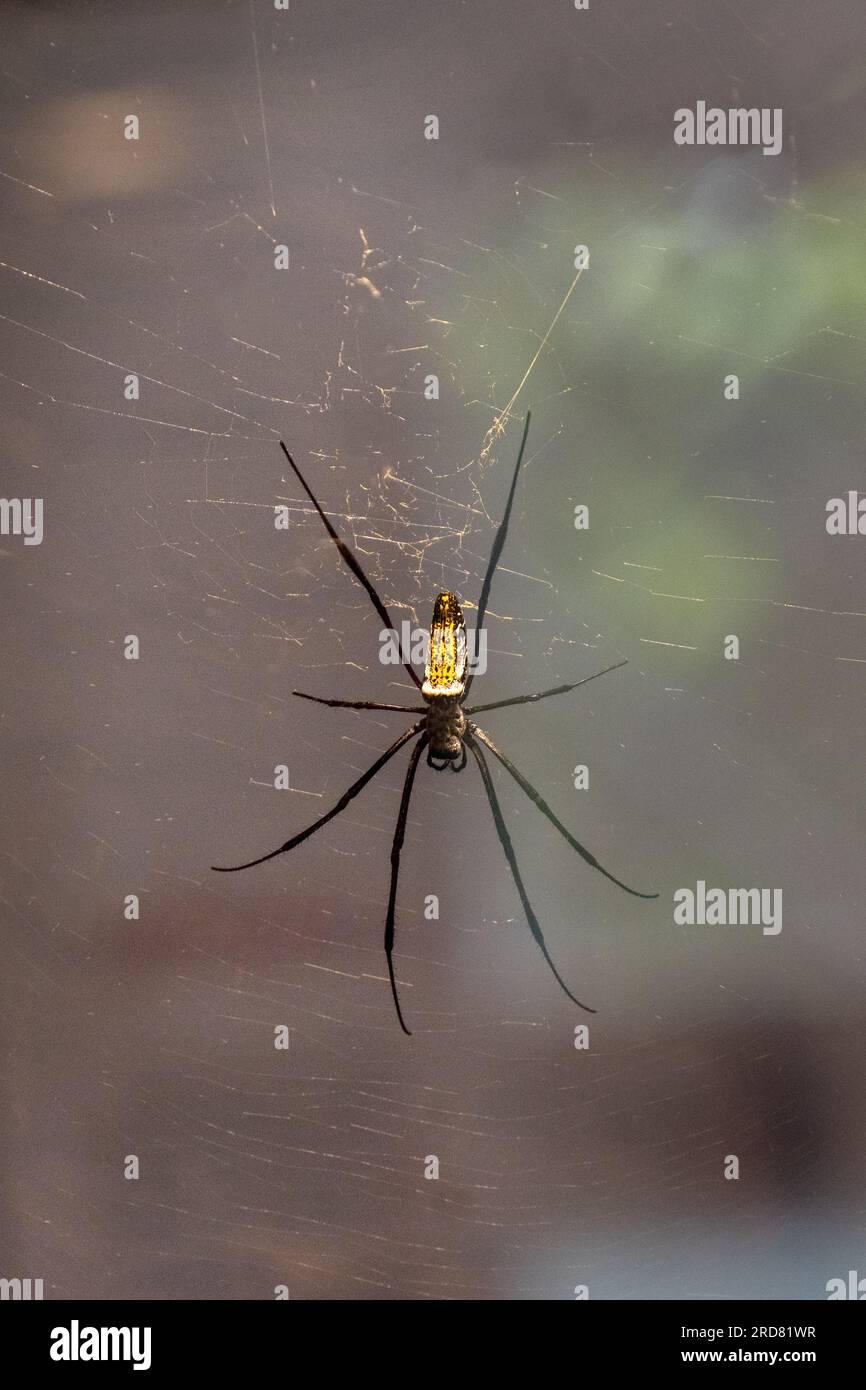 Verengter Golden Orb Weaver (Nephila constricta) im Spinnennetz Stockfoto