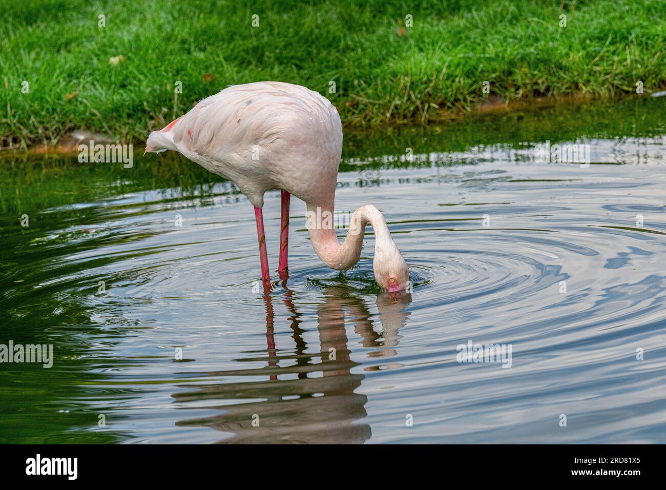 Großer Flamingo (Phoenicopterus roseus). Wilhelma, Deutschland, Europa Stockfoto