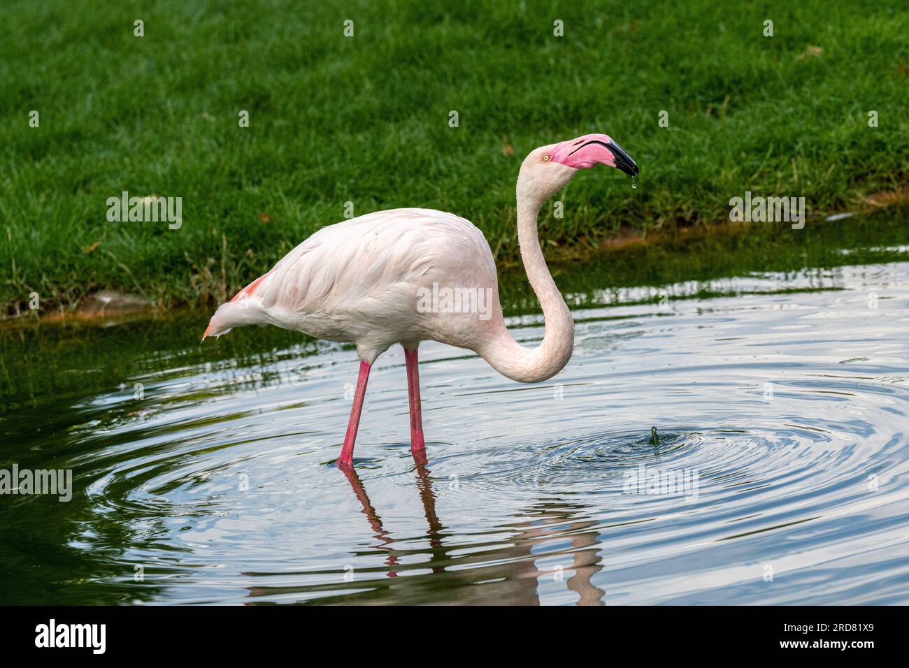 Großer Flamingo (Phoenicopterus roseus). Wilhelma, Deutschland, Europa Stockfoto