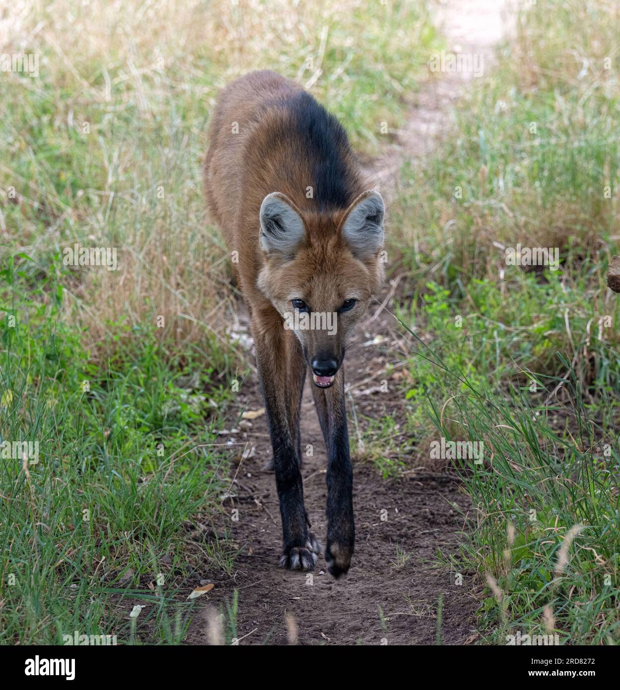 Mähnenwolf (Chrysocyon brachyurus) in typischem Cerrado-Grasland-Habitat. Stockfoto