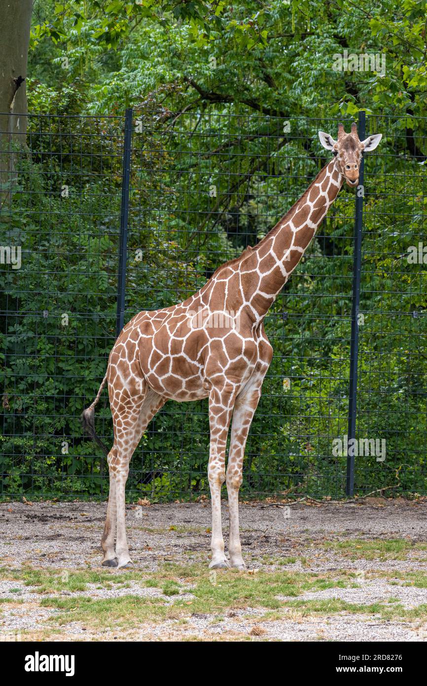 Giraffen-Hautmuster. Karlsruher Zoo, Baden Württemberg, Deutschland Stockfoto