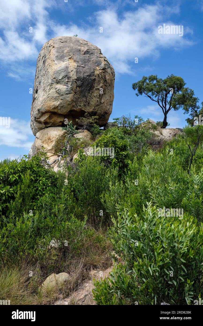 Mutter Beddock, Rose Bay, Bowen, Queensland, Australien Stockfoto