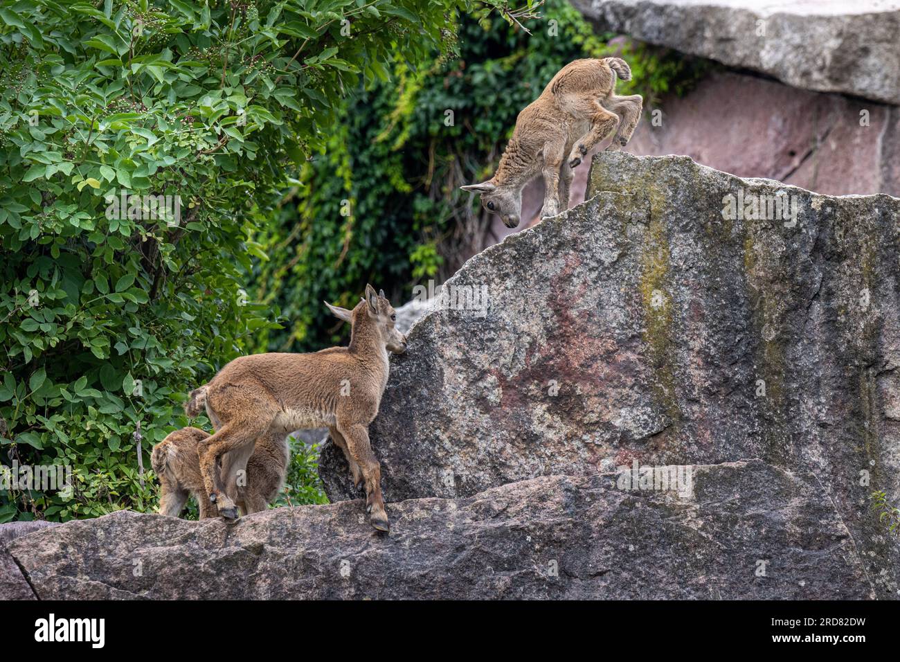 Alpine Ibex (Capra ibex). Junge Tiere im Spiel. Stockfoto