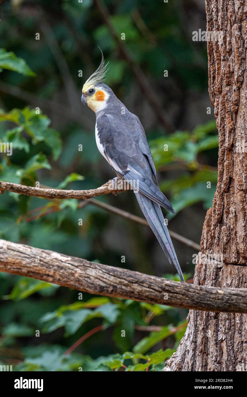 Cockatiel (Nymphicus hollandicus), männlich Stockfoto