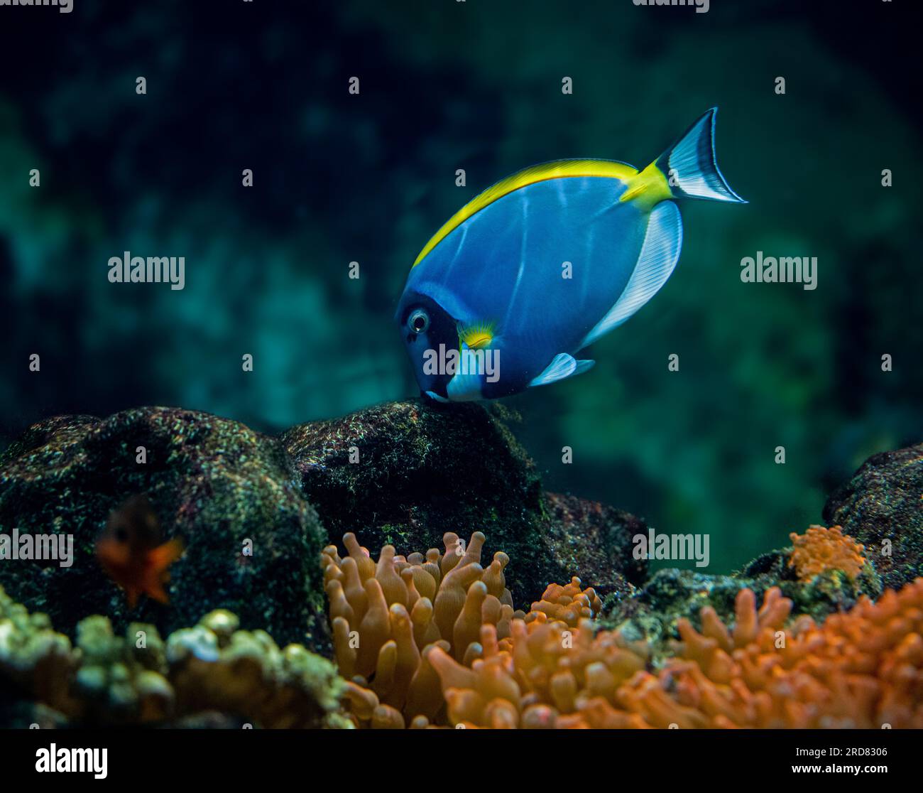 Powderblue Surgeonfish, Acanthurus leucosternon / Weißkehl-Doktorfisch Stockfoto