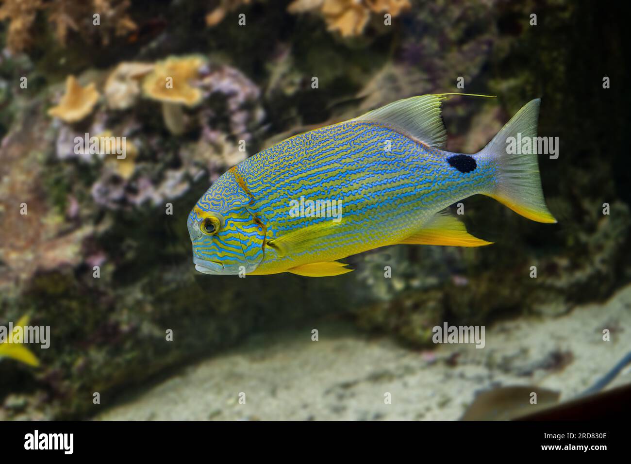 Segelflossenschnapper Blaue Seebrassen (Symphorichthys spilurus) fischen unter Wasser mit Korallen im Hintergrund Stockfoto