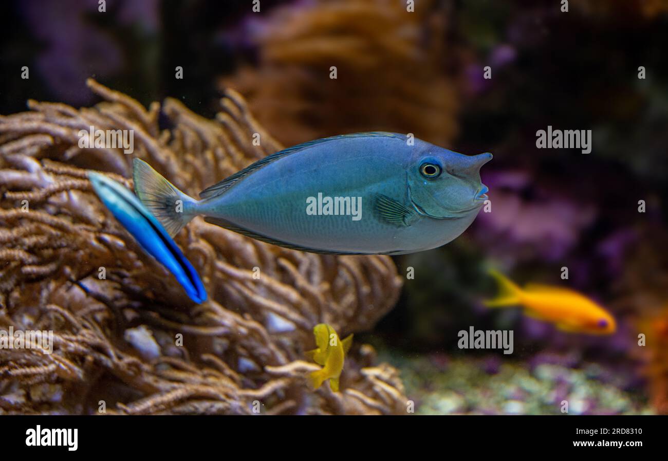 Paletail-Einhornfisch (Naso brevirostrus) Stockfoto