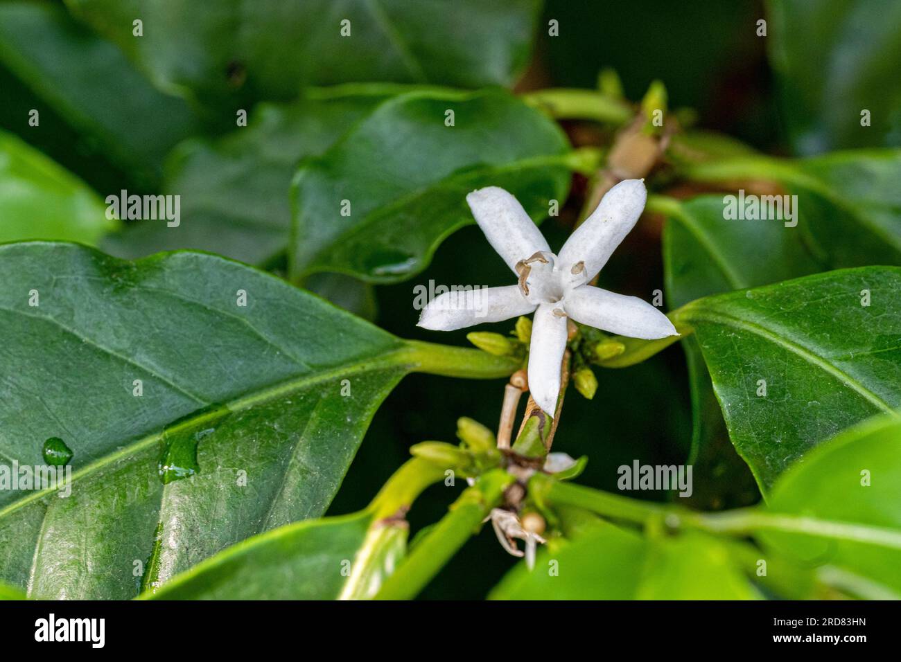 Coffea arabica. Blüte des Kaffeestrauchs. Coffea arabica stammt ursprünglich aus dem Südwesten Äthiopiens Stockfoto