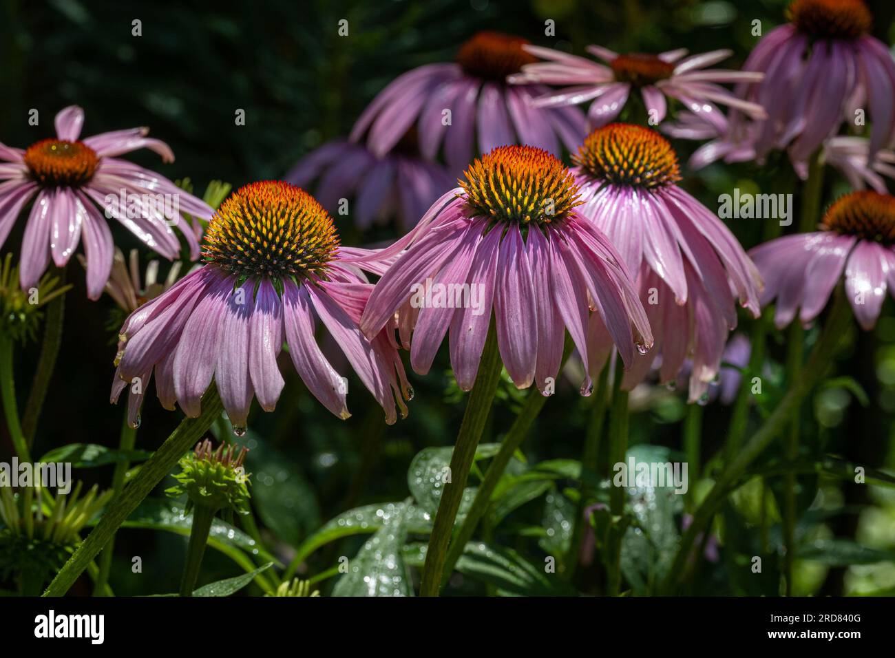 Echinacea, Purple Coneflower, Echinacea purpurea. Botanischer Garten, Frankfurt, Deutschland, Europa Stockfoto
