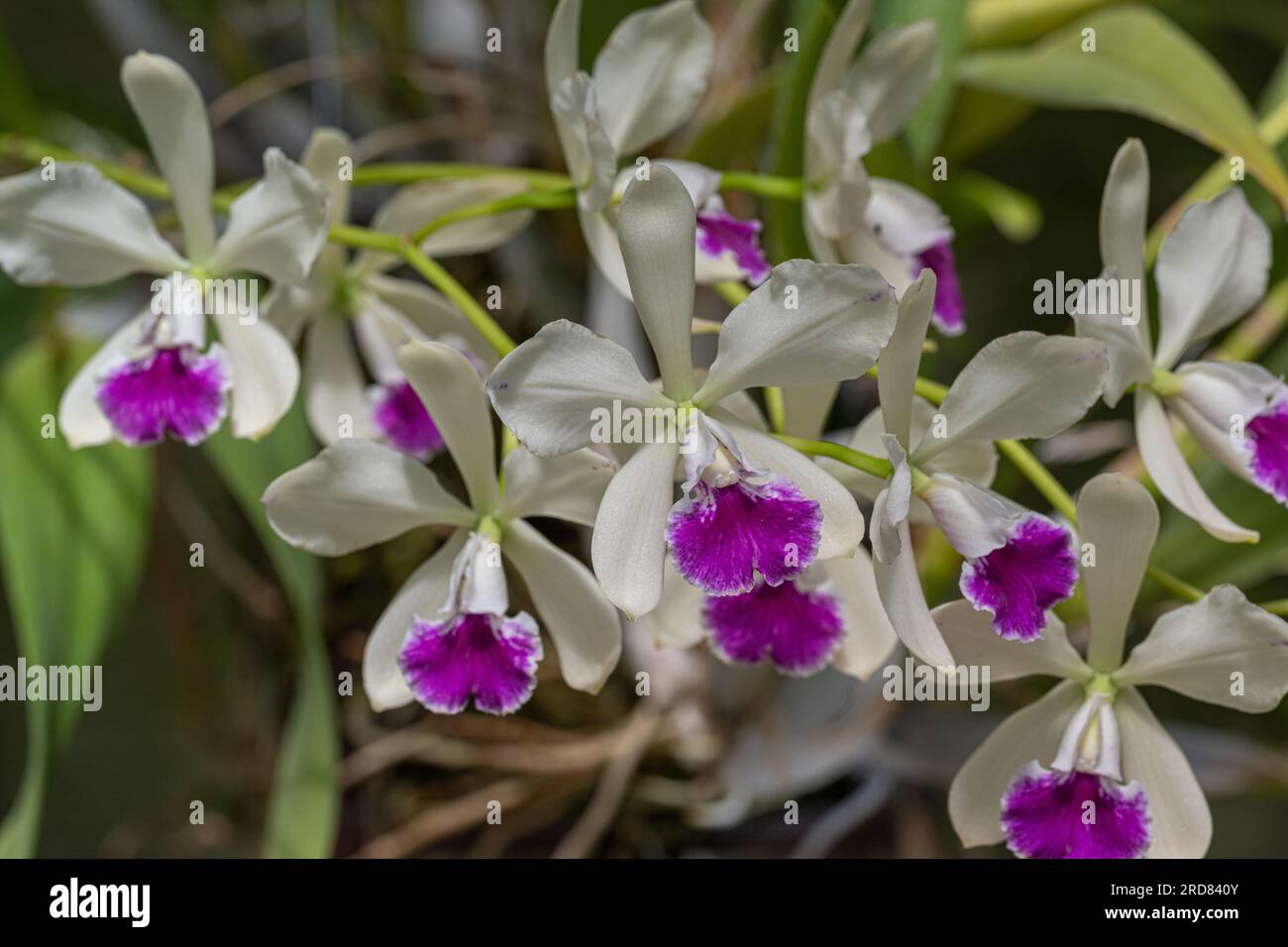 Orchidaceae Cattleya deckeri. Botanischer Garten, KIT Karlsruhe, Deutschland, Europa. Stockfoto