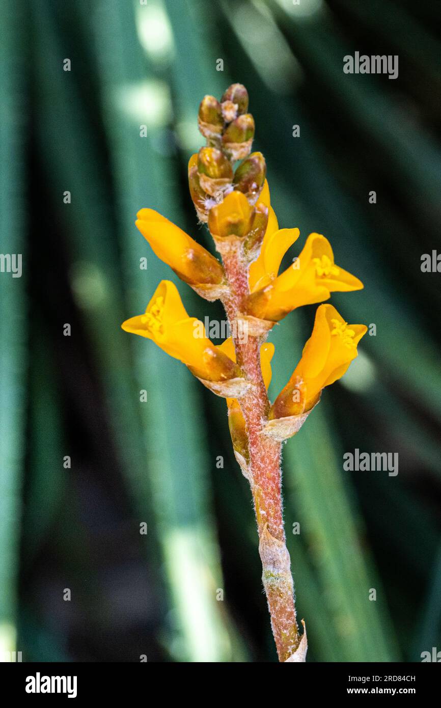 Dyckia choristaminea ist eine Pflanzenart der Gattung Dyckia. Diese Art ist in Brasilien heimisch. Stockfoto