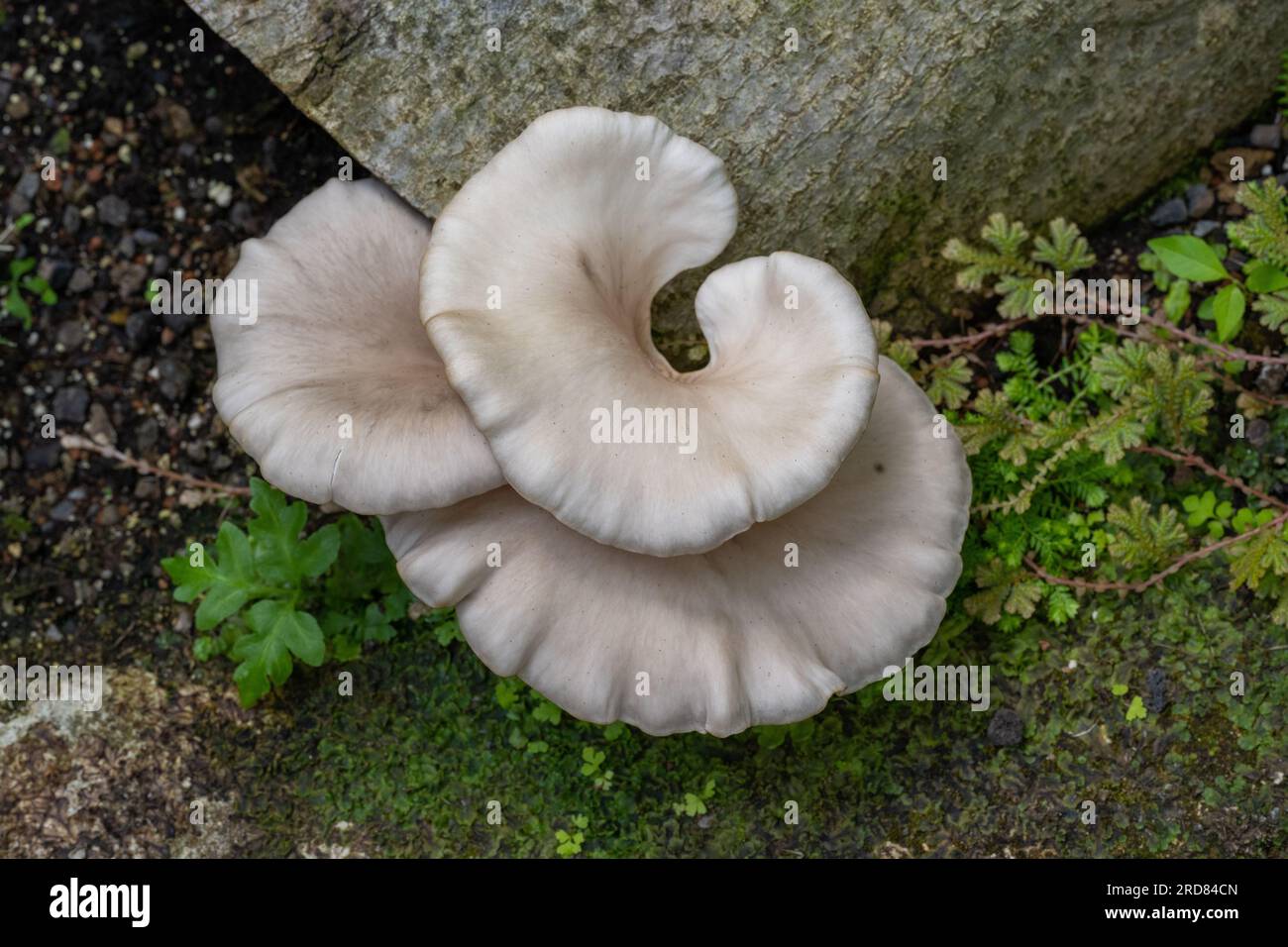 Tinder-Pilz am Baumstamm. Botanischer Garten, Frankfurt, Deutschland, Europa Stockfoto