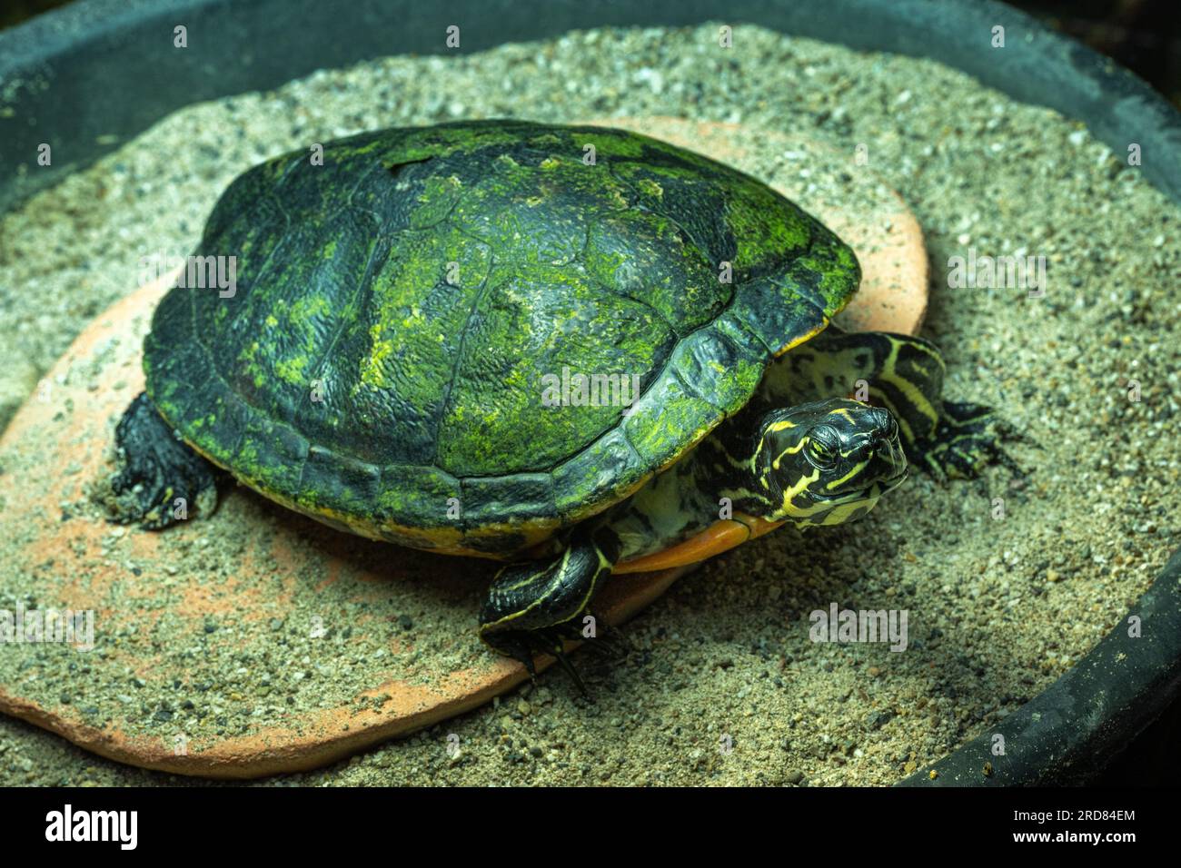 Europäischer Teichterrapinon (Emys orbicularis) Stockfoto