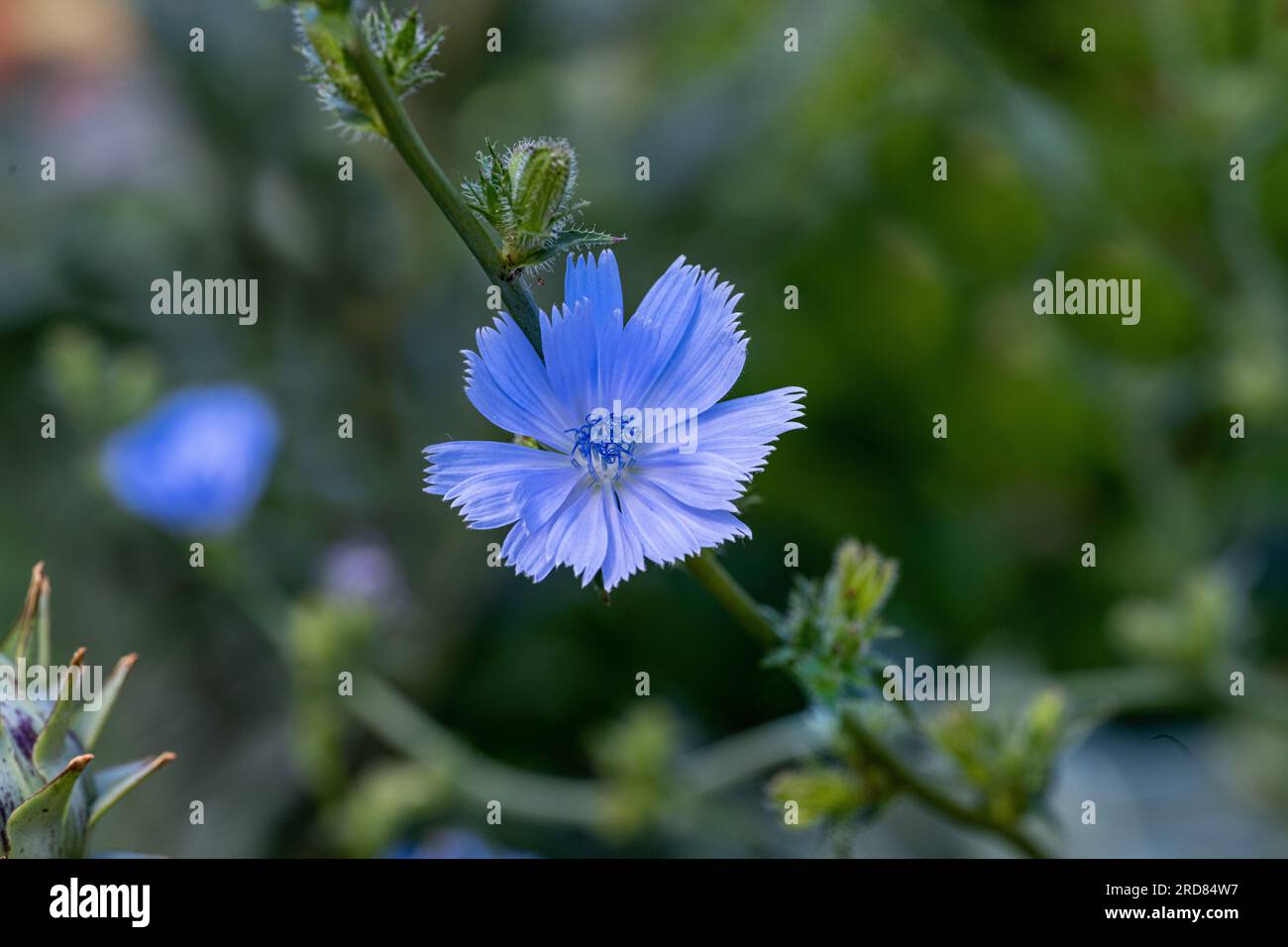 Cichorium Intybus-Werk. Gewöhnliche Zichorienblume. (Cichorium intybus) Stockfoto