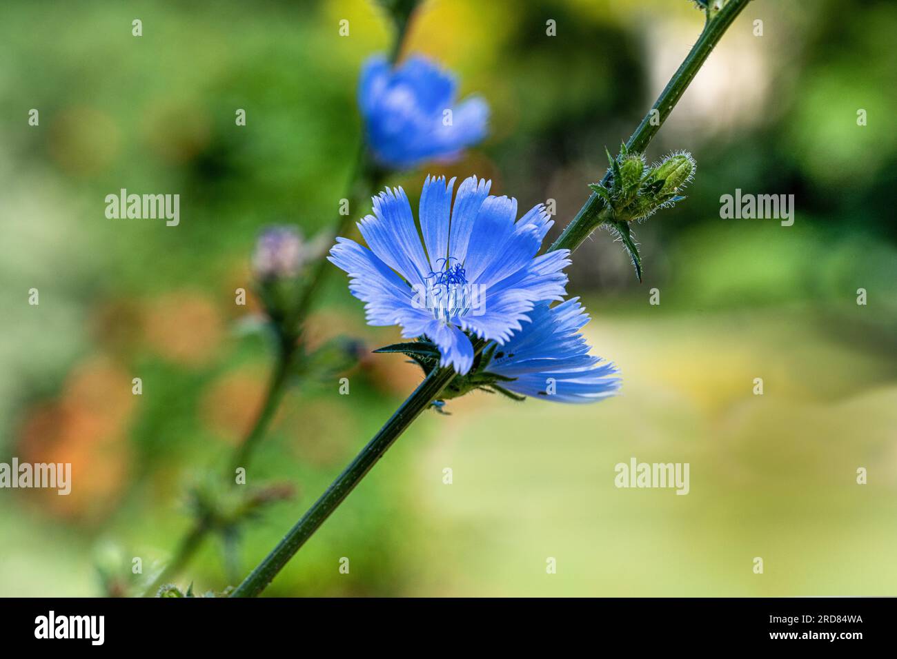 Cichorium Intybus-Werk. Gewöhnliche Zichorienblume. (Cichorium intybus) Stockfoto