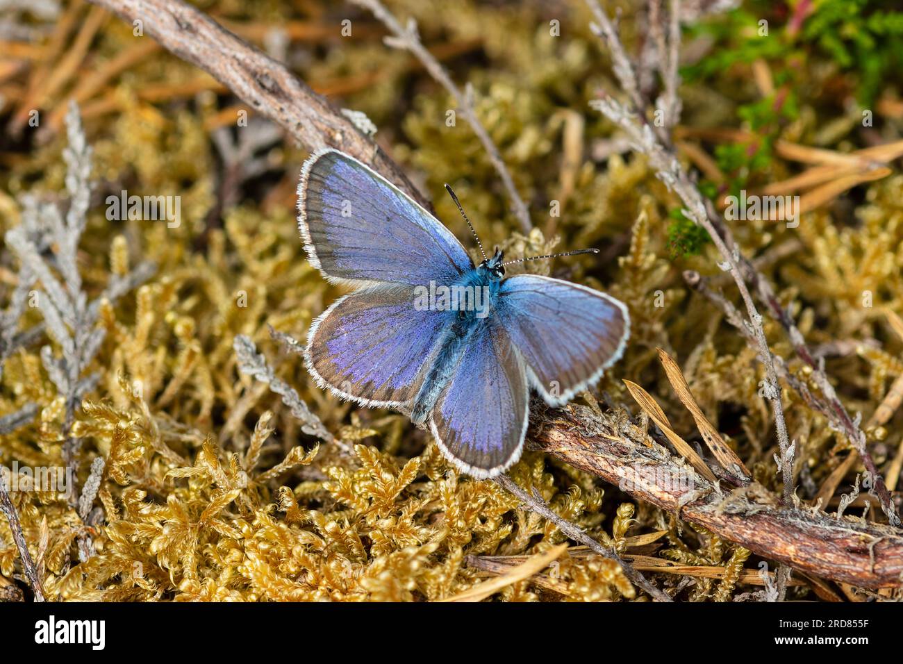 Ein männlicher Plebejus argus, der silberne blaue Schmetterling, der sich in der Sonne sonnt. Stockfoto