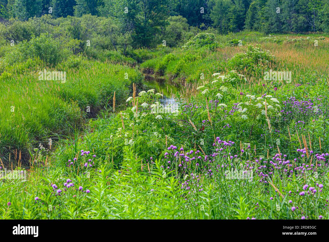 Unkraut und Wildblumen an einem kleinen Bach in Muskoka Ontario Cabada Stockfoto