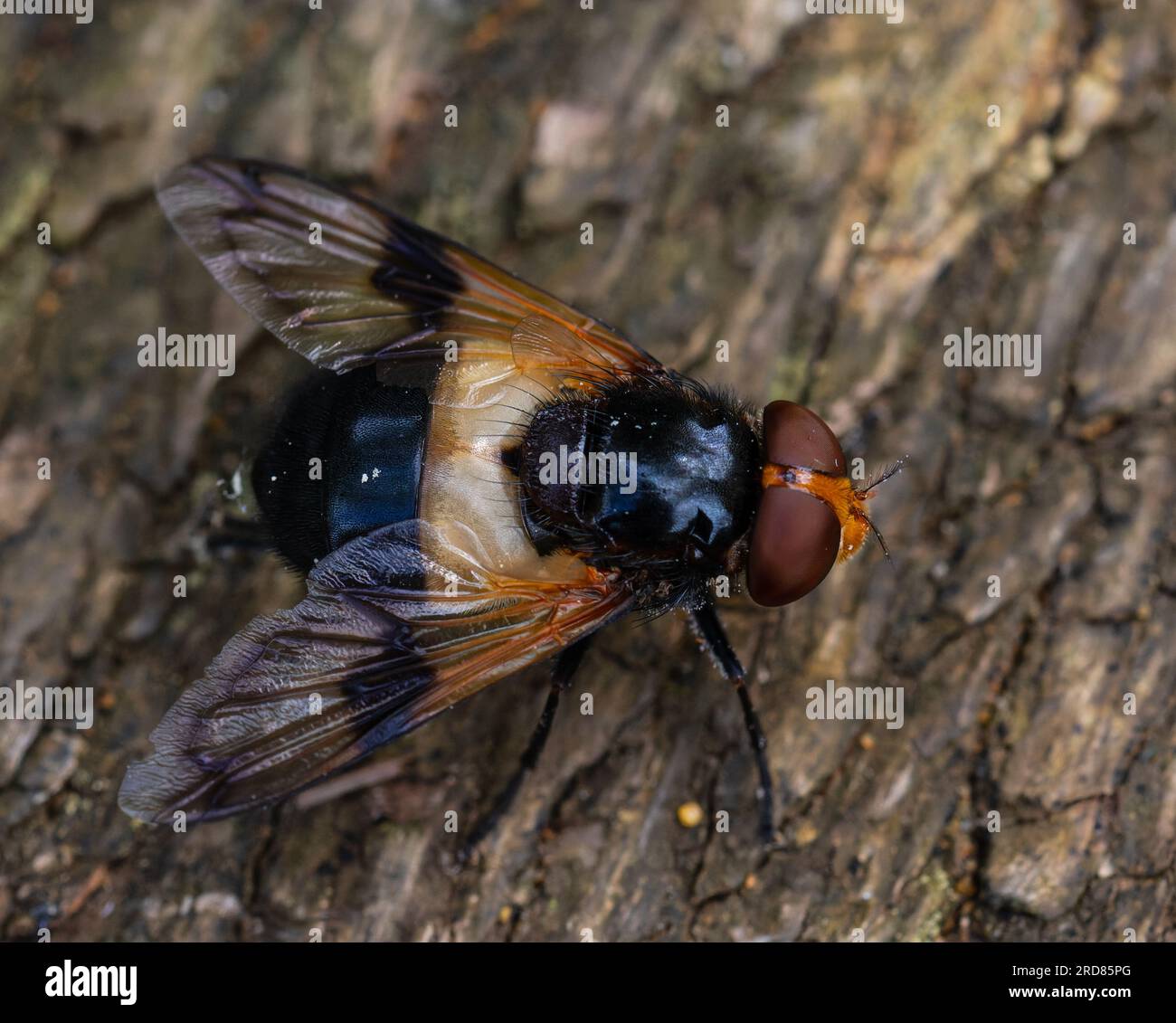 Volucella pellucens, die Pellucidfliege, ist eine Art von hoverfly. Das hier steht auf einem Baumstamm. Stockfoto