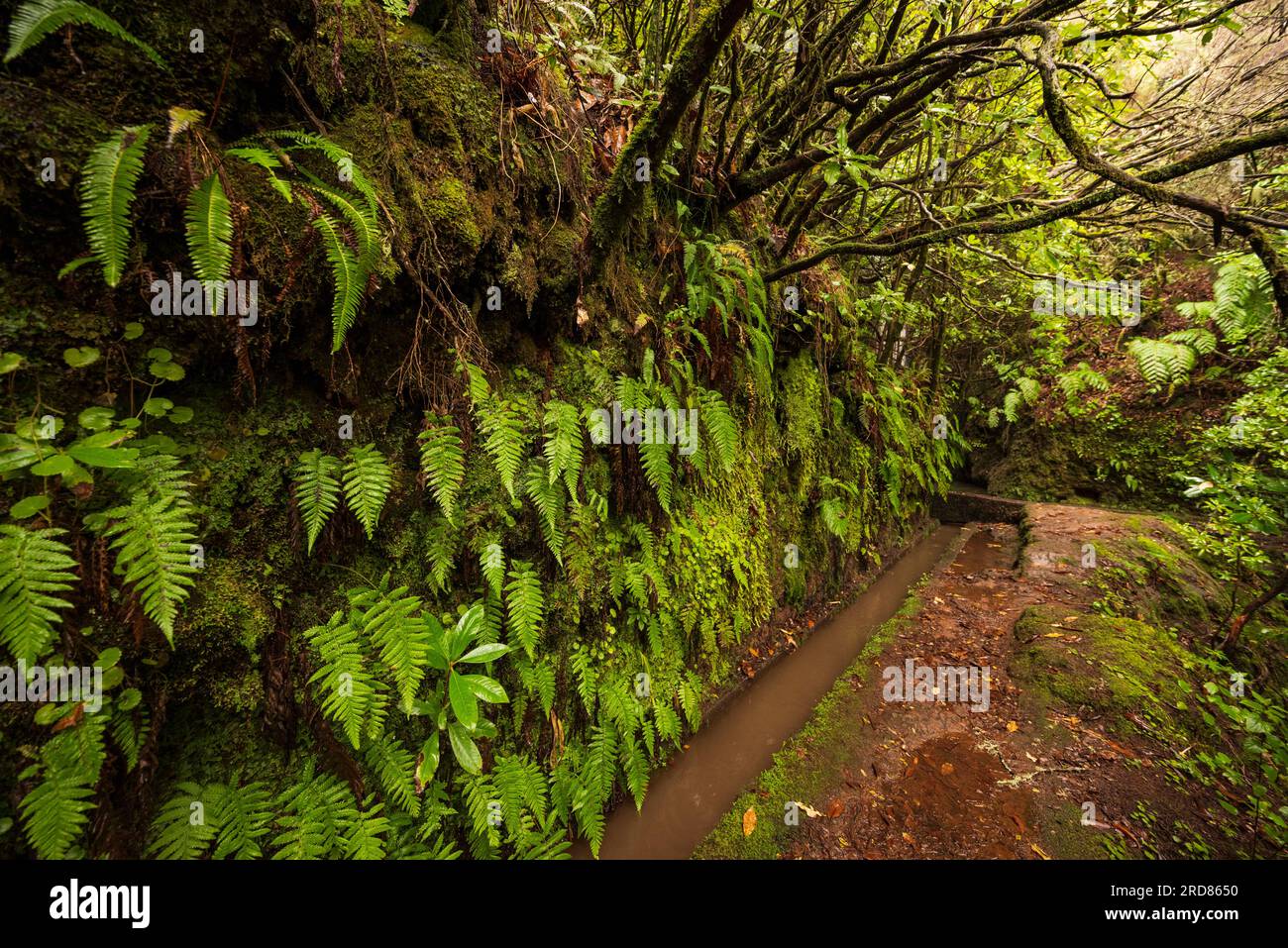 Dschungel-ähnliche Landschaft mit Baumheide und Farn auf dem Wanderweg „Levada do Moinho“, Madeira, Portugal Stockfoto