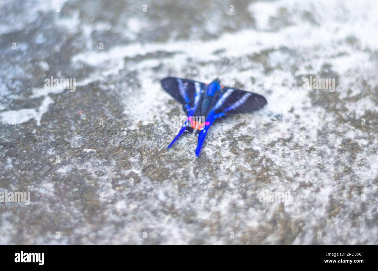 Blauer Schmetterling steht auf einem urbanen Stein aus Beton, natürliches Licht. Stockfoto