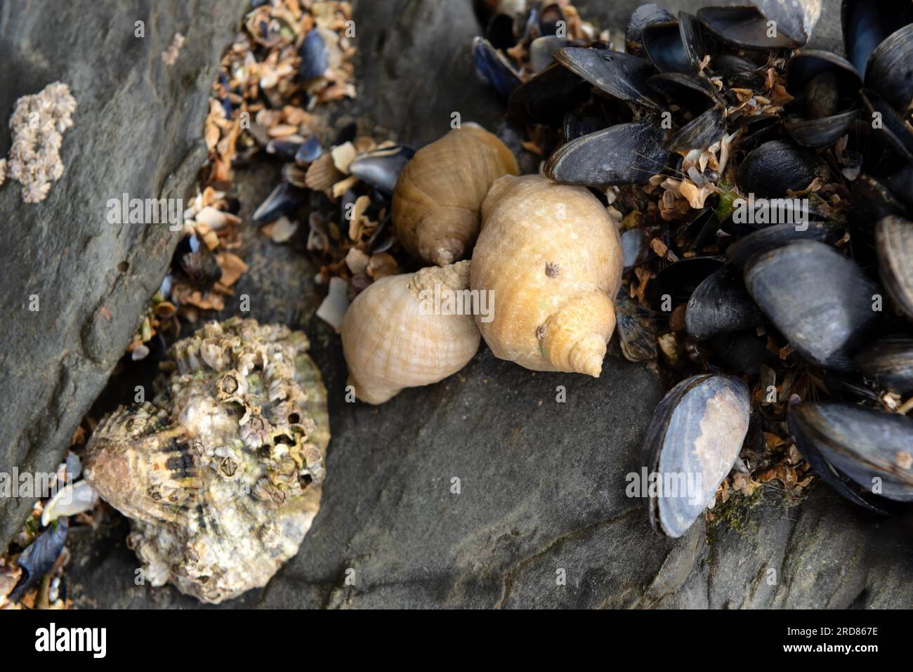 Nahaufnahme von Hundewelken, Nasenmuscheln und Muscheln Stockfoto