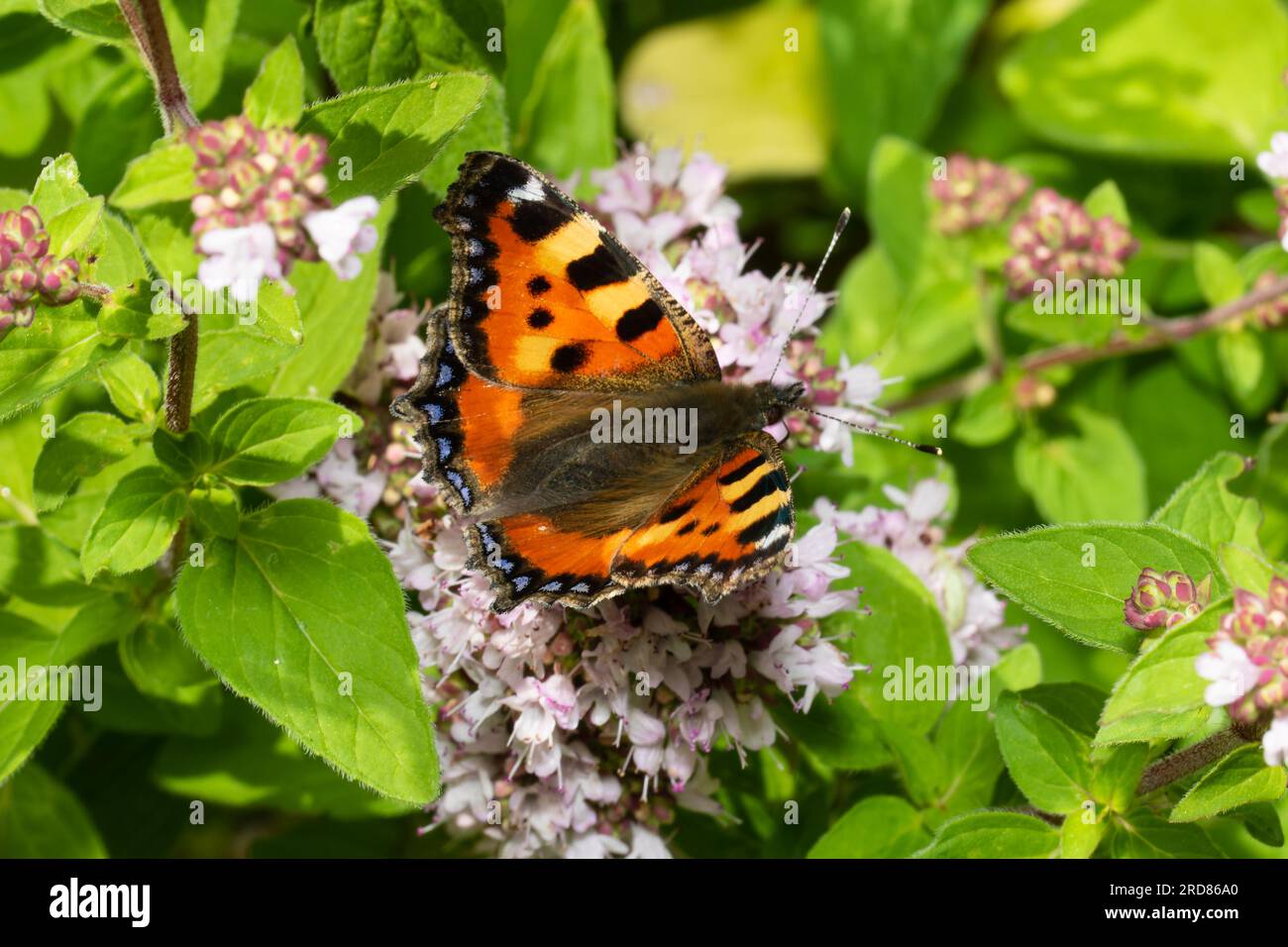 Ein kleiner Schildkrötenhöllenschmetterling, Aglais urticae, der sich von Blumen ernährt. Stockfoto