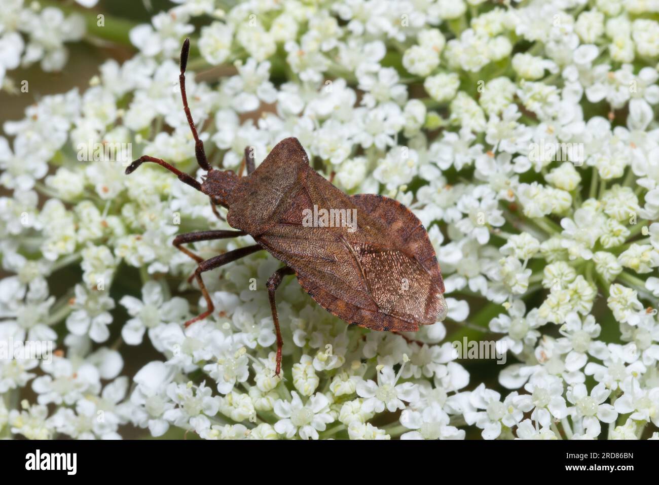 Coreus marginatus, gemeinhin bekannt als Stachelwanze, ruht auf weißen Blüten. Stockfoto