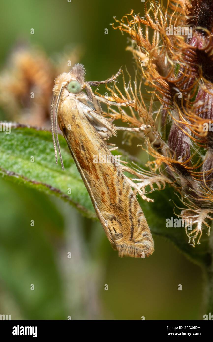 Eucosma cana, die heilige Belle-Motte, ruht bei Tageslicht auf einem Blumenkopf. Stockfoto