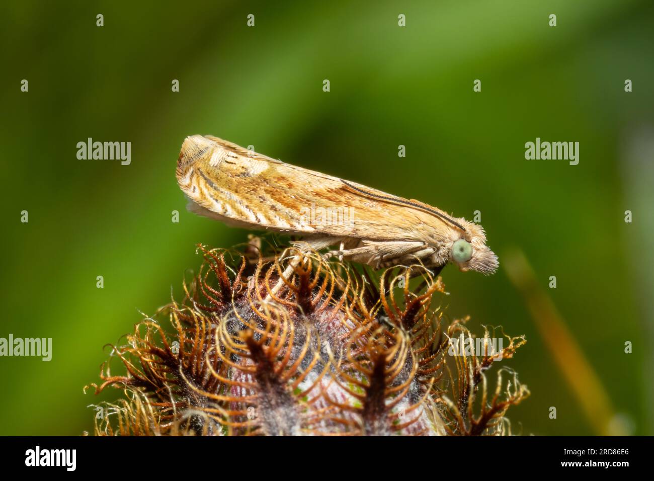 Eucosma cana, die heilige Belle-Motte, ruht bei Tageslicht auf einem Blumenkopf. Stockfoto