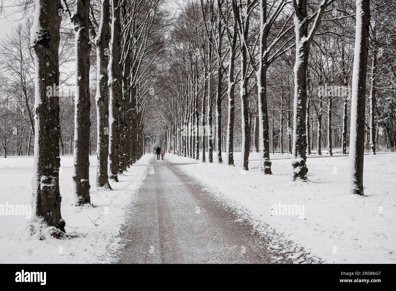 Deutschland, Bayern, München, Schleissheim Palace Park, ein Paar, das an einem verschneiten Sonntagmorgen mit schneebedeckten Bäumen im Park spaziert. Stockfoto