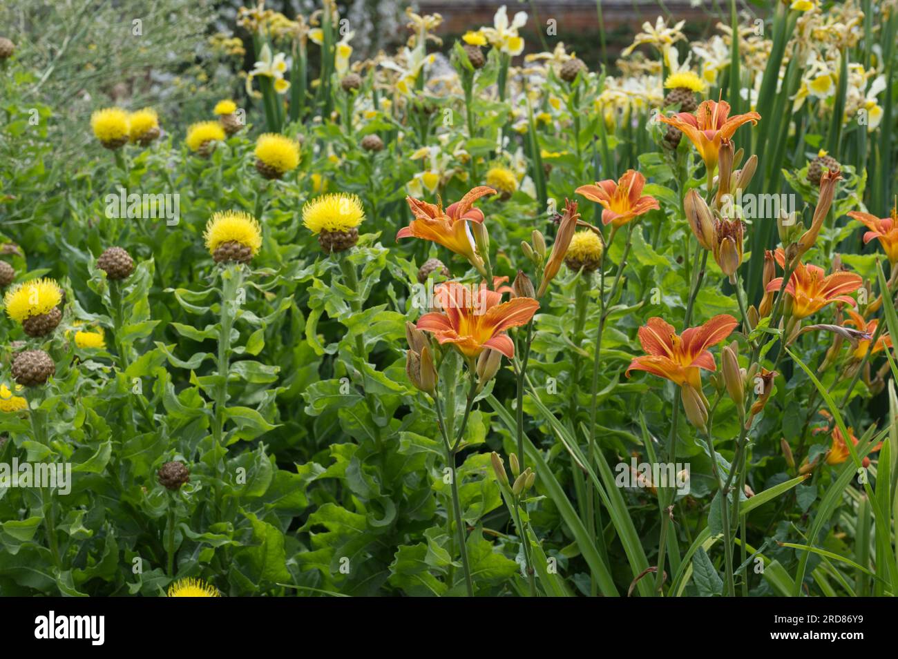Leuchtend gelbe Distel wie Blüten von Centaurea macrocephala, orangefarbene Tageslilien und blassgelbe Iris im britischen Garten Juni Stockfoto