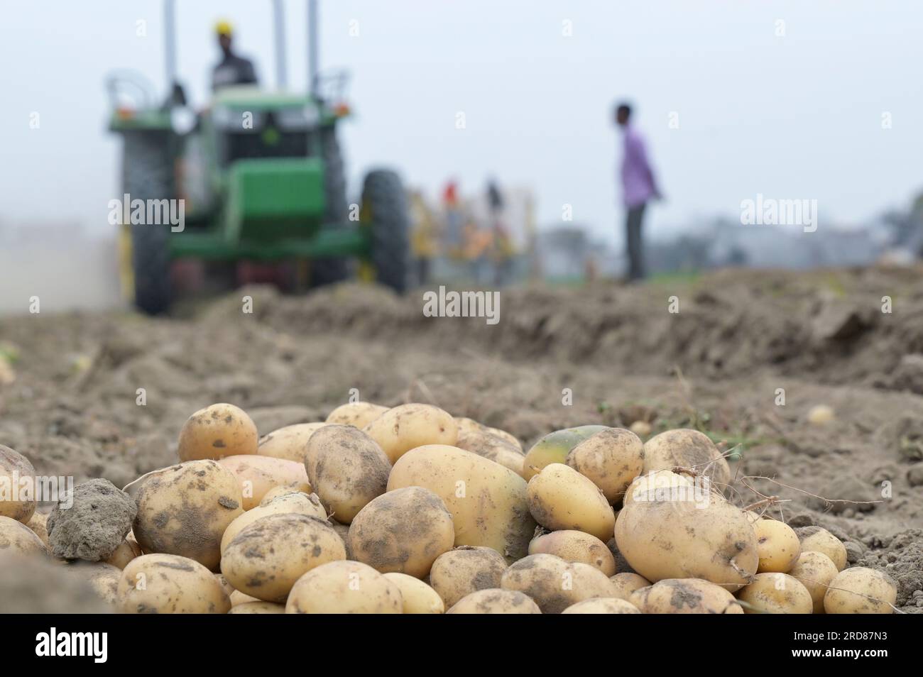 INDIEN, Punjab, Jalandhar, Sangha Group, Saatkartoffelzucht, Ernten Sie mit John Deere Traktor und Grimme-Shaktiman Kartoffelgräber / INDIEN, Punjab, Jalandhar, Sangha Gruppe, Anbau und Vermehrung von Saatgutkartoffeln, Ernte mit John Deere Traktor und Grimme Rodemaschine Stockfoto