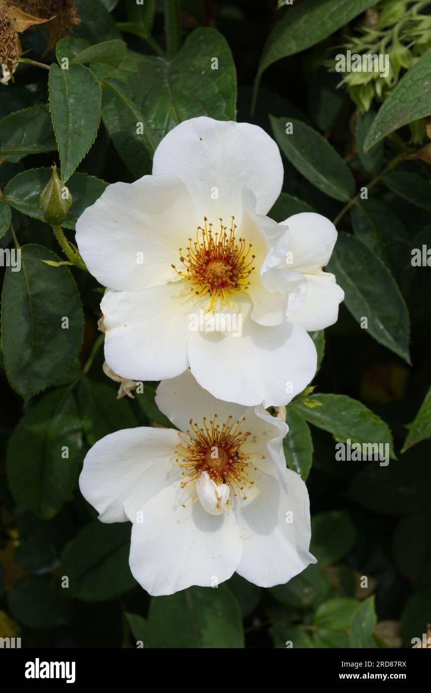 Offene blassgelbe Rosenblumen mit markanten Strähnen von Rosa Golden Wings im britischen Garten June Stockfoto