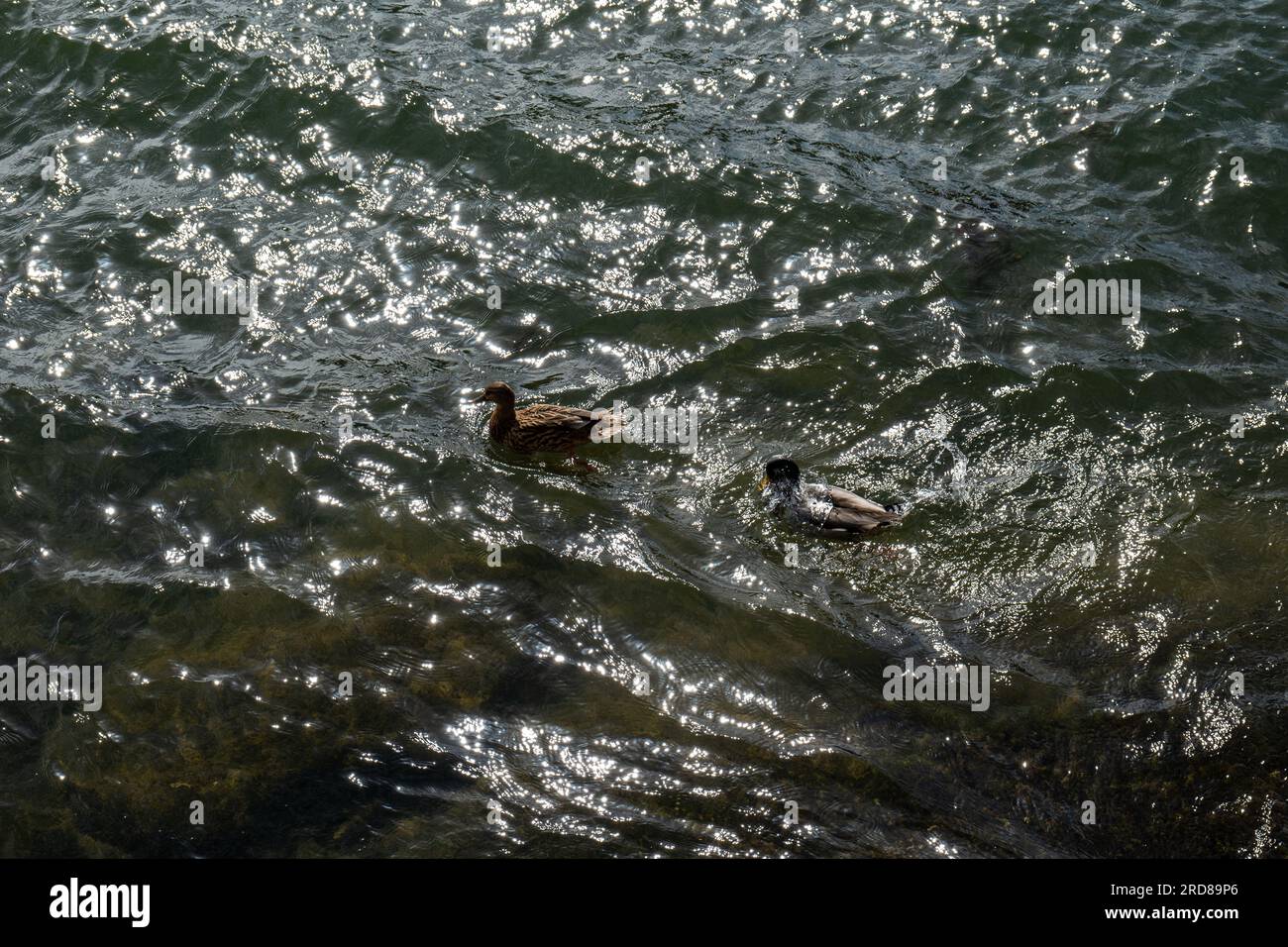 Männliche Rouen-Ente, eine schwergewichtige Rasse domestizierter Enten, die hauptsächlich zur Dekoration gezüchtet wird, steht im Sonnenlicht am Ufer der seine Stockfoto