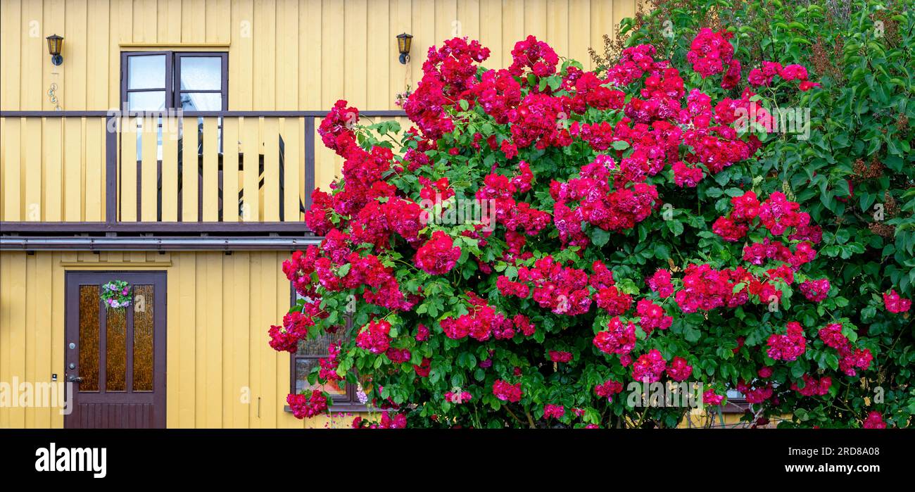 Großer Rosenbusch mit roten Blüten vor der Fassade eines gelben Holzhauses in Schweden Stockfoto
